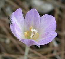 Herbstzeitlose Colchicum bivonae