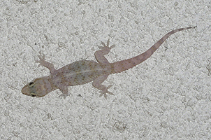 Halbfingergecko Hemidactylus turcicus